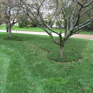 New sod in place of old garden bed with weeds