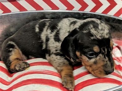 Black and Silver (aka Black and Tan) Dapple Dachshund Puppy from a previous litter.