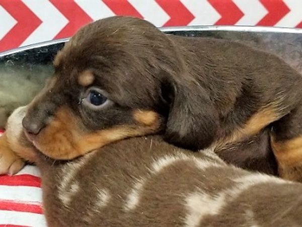 Chocolate and Tan Dachshund Puppy from a previous litter.