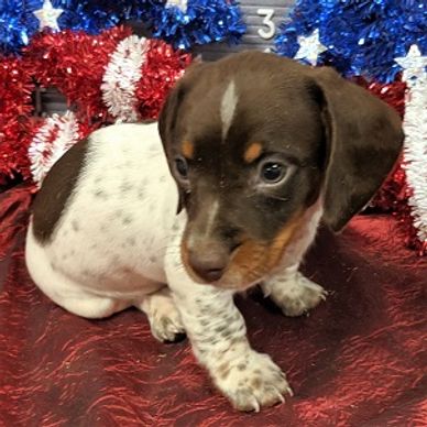 Chocolate and Tan Piebald Dachshund Puppy from a previous litter.