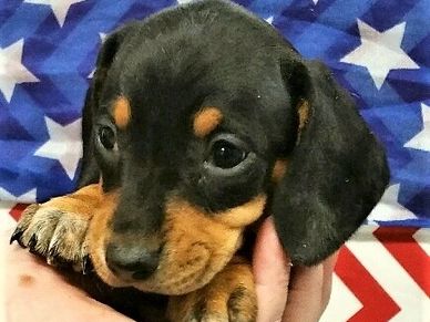 Black and Tan Puppy from a Previous Litter