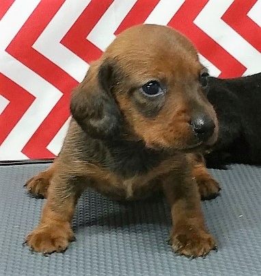 Red Dachshund Puppy from a previous litter.