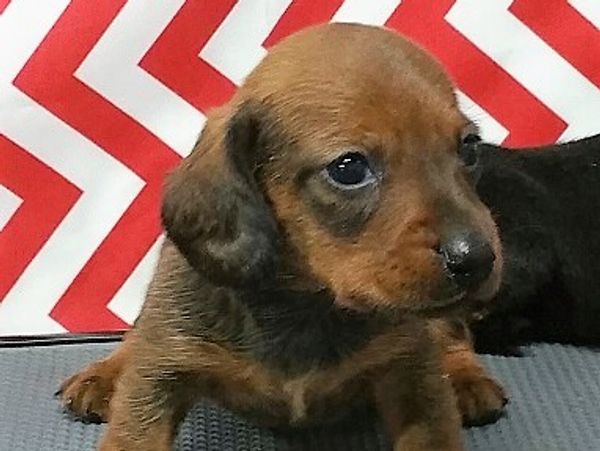 Red Dachshund Puppy from a previous litter.