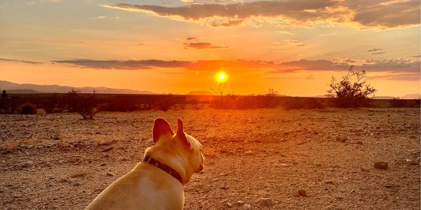 A dog watches a vibrant sunset in a desert landscape.