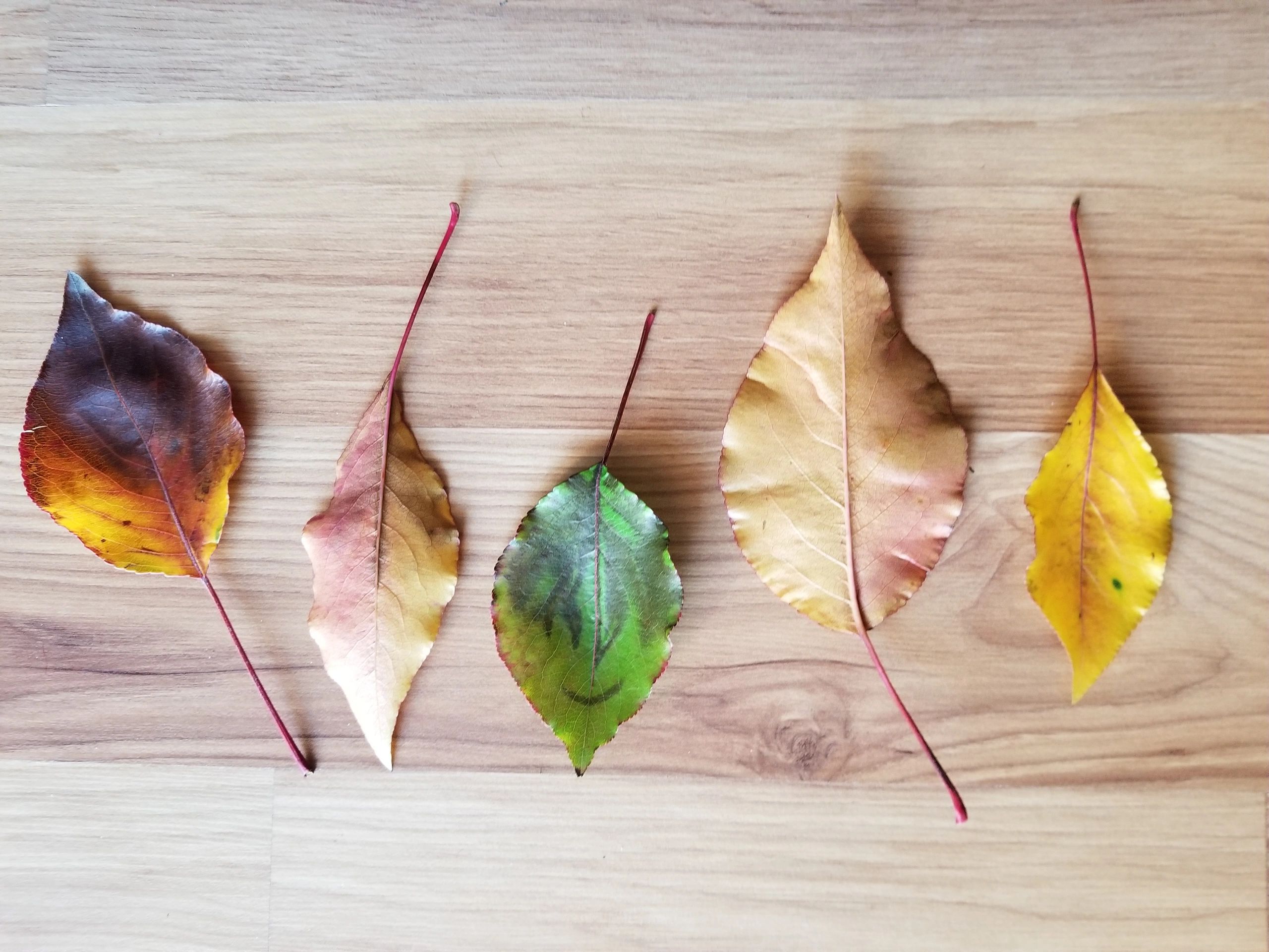 Leaves, image by Dori Gilbert