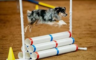 Whoever said that Mini Aussies are hyper active, better take a look at Tater and Spirit!  Mini Aussi