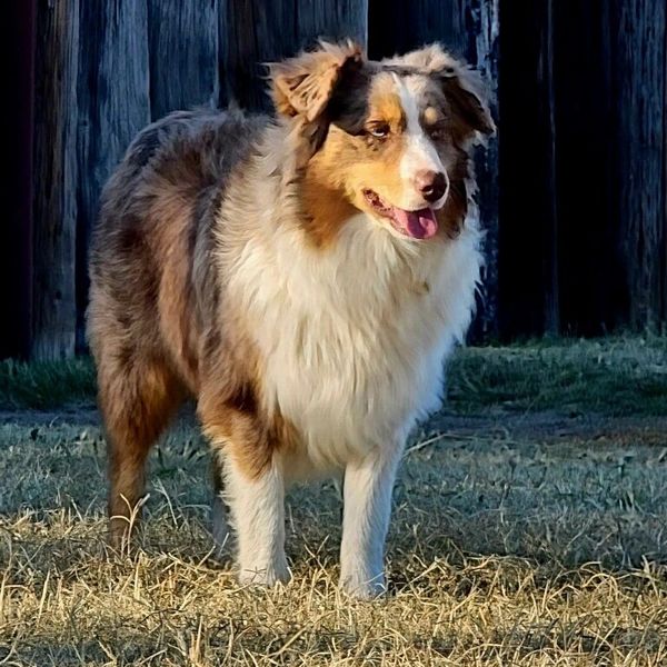 Chili's lineage is from the great lines of Rocking 2R and Integrity.  He produces pups with great bo