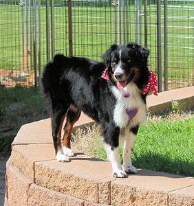 Black Tri Miniature American Shepherd, "Rocking 2R Here I Come"