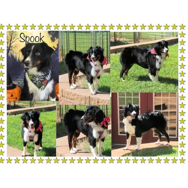 Spook usually gives us 8-10 puppies, and is always an excellent mother.  She passes on her sweet, ge