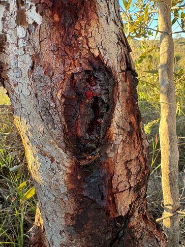 Close-up of a tree trunk with a dark, hollow scar in natural sunlight.