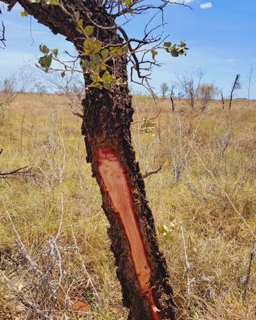 A tree with its bark stripped off in a dry grassland.