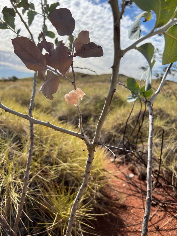 Gardangu (bush lolly) Tree