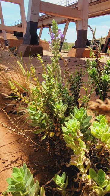 Green plants with purple flowers growing in a dusty industrial area under metal structures.