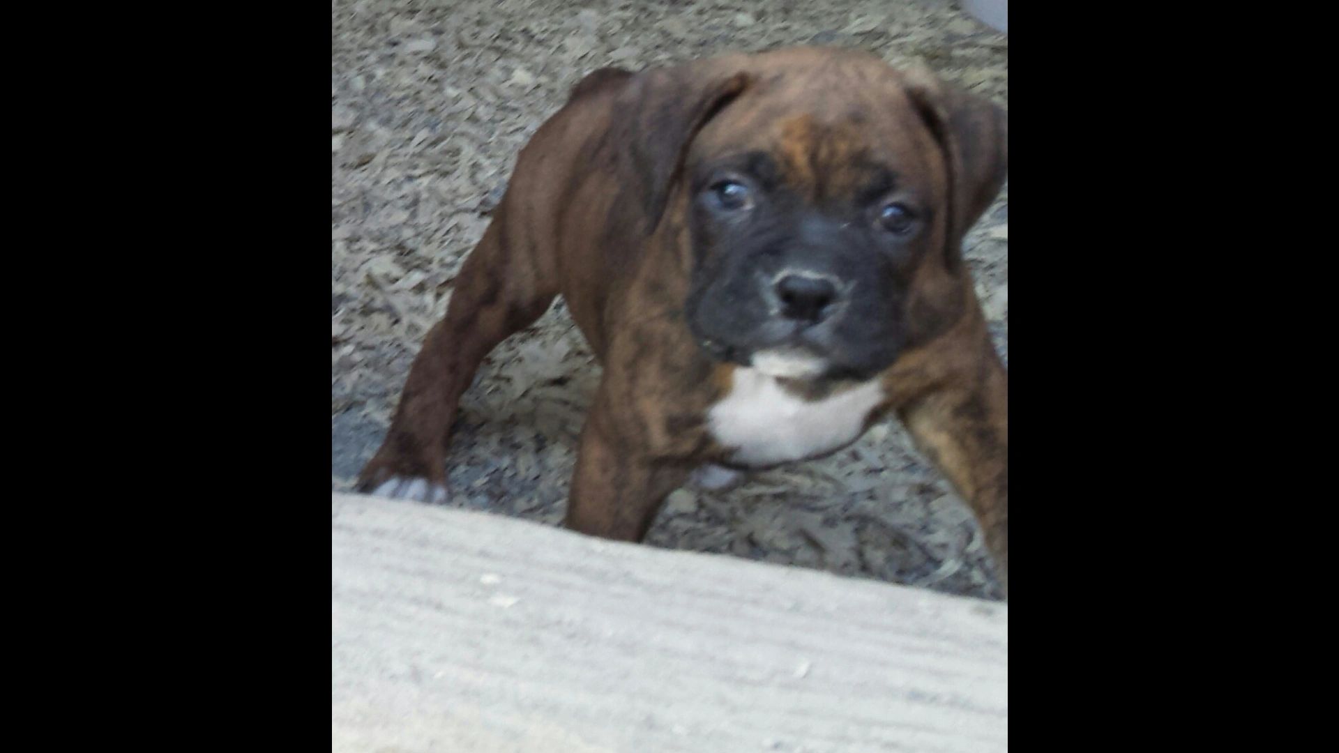 AKC BOXER PUPPIES FOR SALE IN VIRGINIA Boxers, Puppies, Breeder