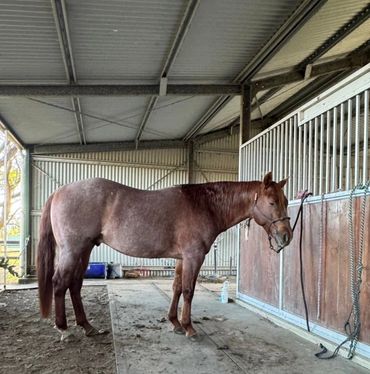 A brown horse standing inside a stable, tied by its halter to the wall.