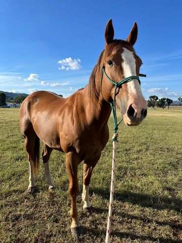 A chestnut horse with a white blaze stands in a sunny field under a clear blue sky.