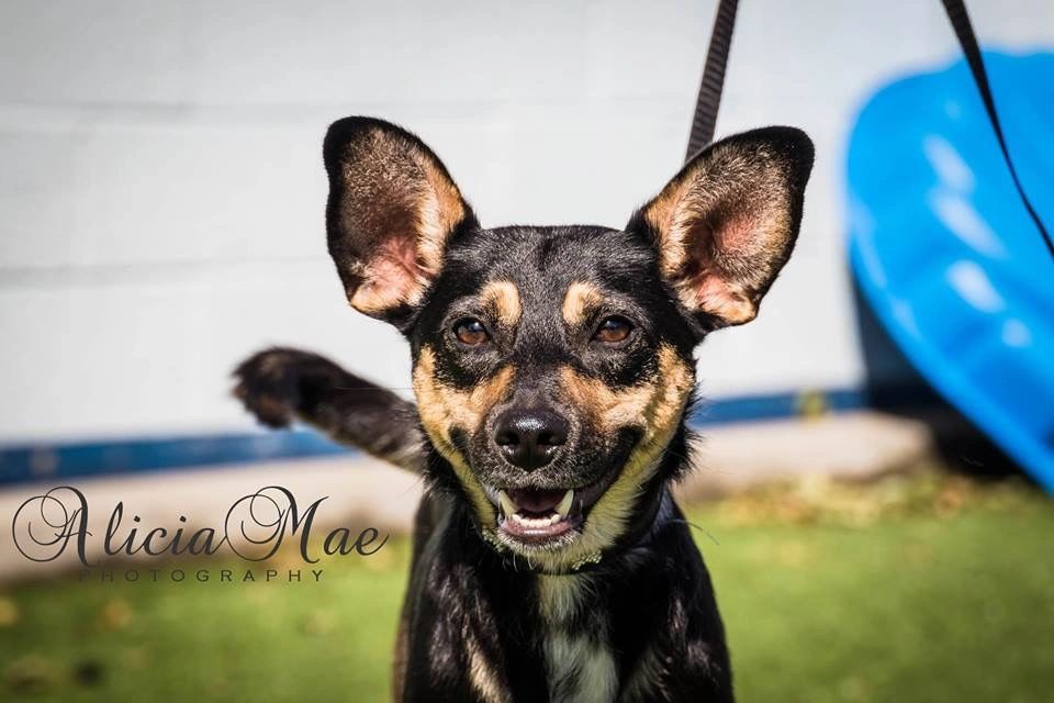 Flushdyke Dog Boarding & Rehoming