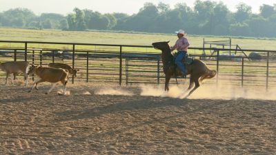 Man on horse roping a calf