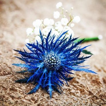 A vibrant blue thistle flower with white baby's breath on a textured surface.
