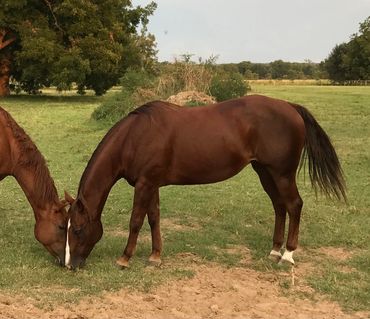Two brown horses grazing together in a green field.