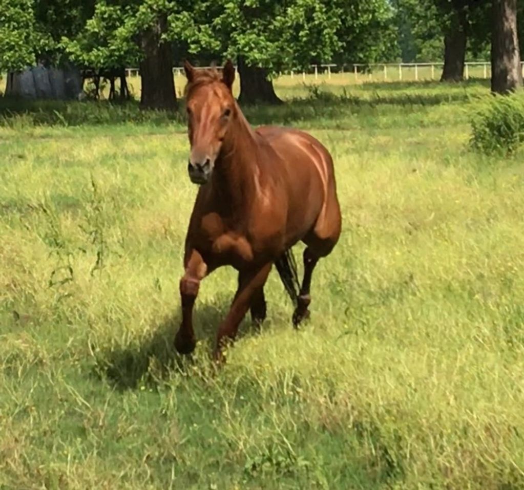 This photo of Lily running across the pasture to greet me speaks fully to what every horse deserves!