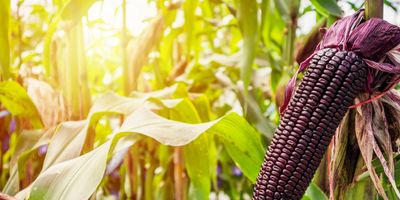 Close-up of purple corn on the cob in a green field.