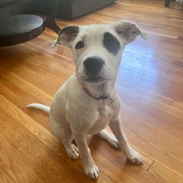 White puppy with a black patch around one eye sitting on wooden floor.