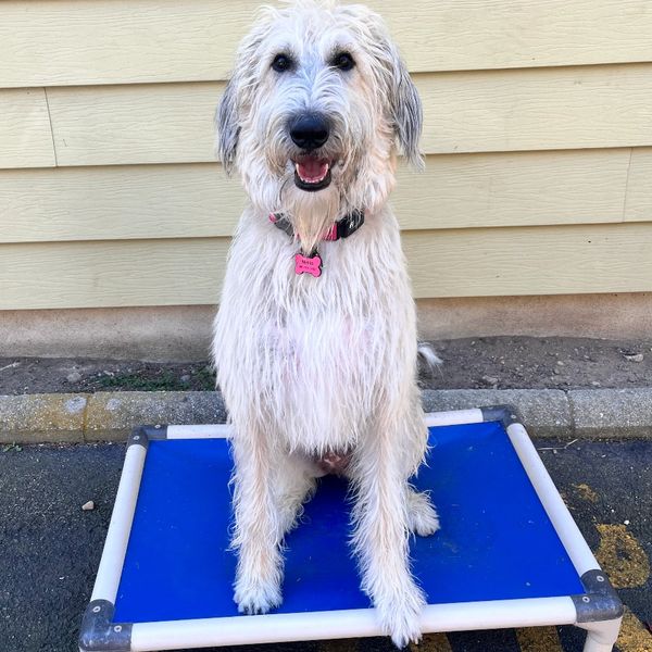 A fluffy dog sitting on a blue elevated pet bed.