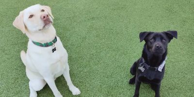 Two dogs sitting on grass, one white and one black.