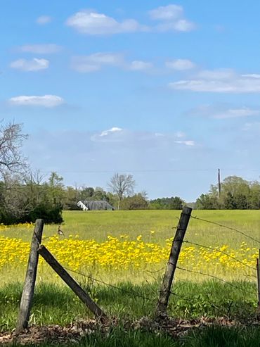 Farm field that needs to be mowed with a brush cutter