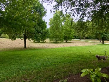 Green grass in foreground and bush hogged field in the background