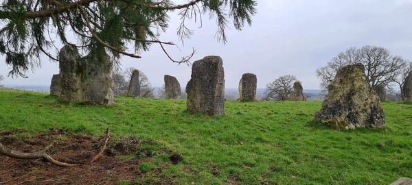 a stone circle, a pine tree, grey sky, stones peeking out from the ground arranged in a circle