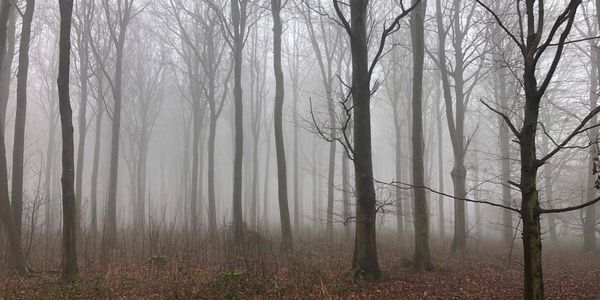 A misty woodland, eery, misty, foggy, unclear, woodland in winter