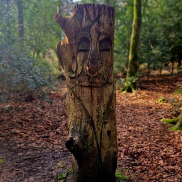 a wise elder face carved into a tree stump. wilderness wood, woodlan wisdom, grandmother tree