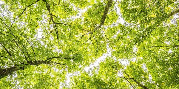 Beautiful branches and leaves with light shining through them. green leaves and trees