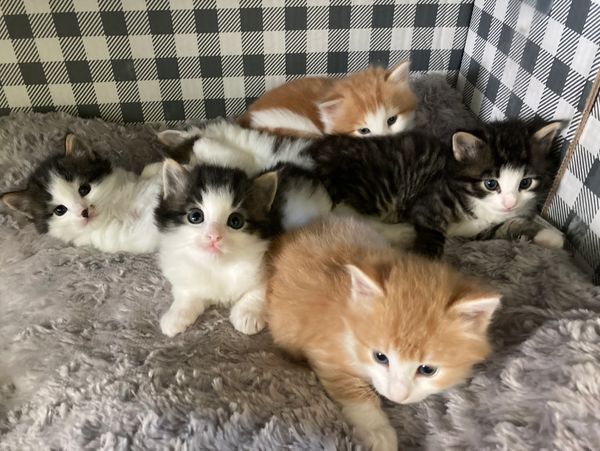 C Litter at 3 weeks