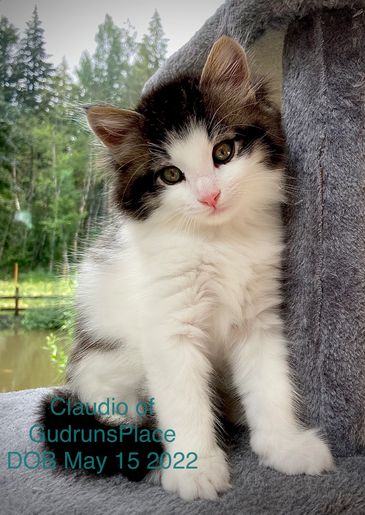 Claudio 7.5 wks