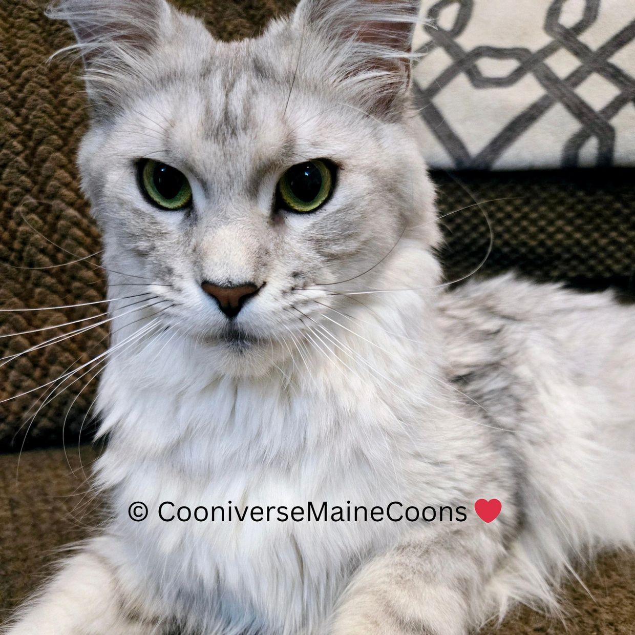 Close-up of a Maine Coon cat with striking green eyes and fluffy fur.