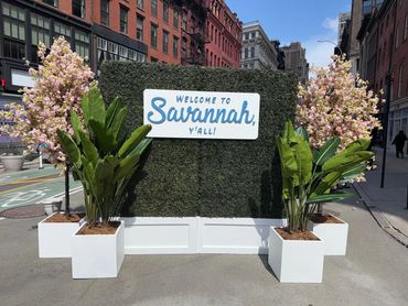 Faux boxwood hedge, cherry blossom trees and travelers palms, rented for outdoor plaza event.