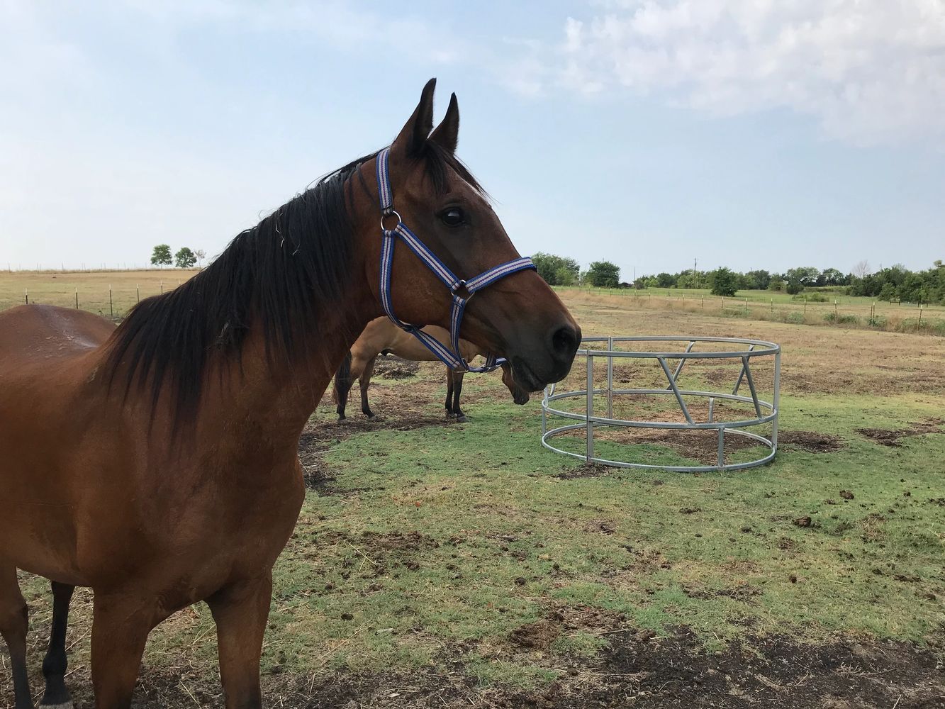 horse standing in field
