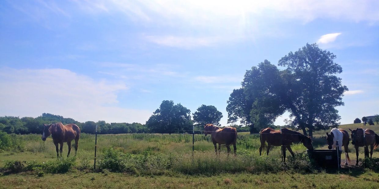 A landscape consisting of multiple horses