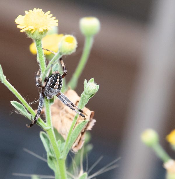 A spider on a yellow flower plant.