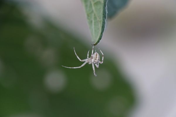 A small spider hanging from a leaf.