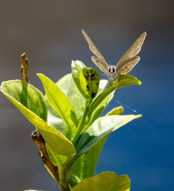 Butterfly perched on green leaves with a blurred background.