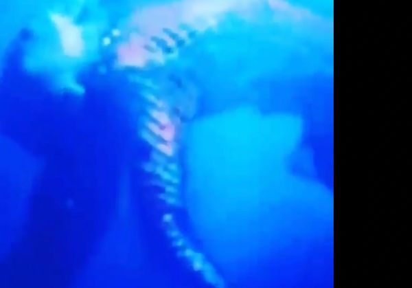 Blurry underwater view of a fish with a striped tail.