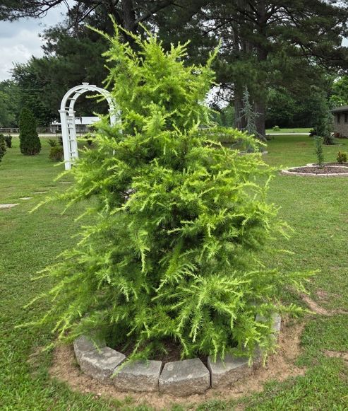 A lush green coniferous tree in a circular stone planter on a lawn.