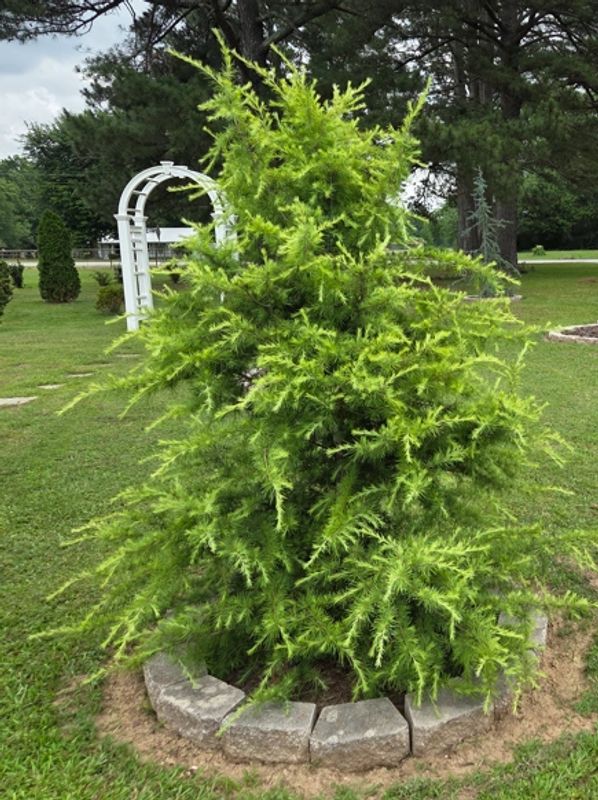 Aurea Deodar Cedar.