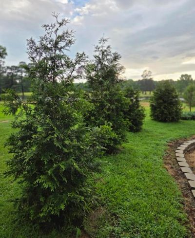 Row of lush green conifer trees on a grassy lawn under a cloudy sky.