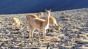 Vicuñas