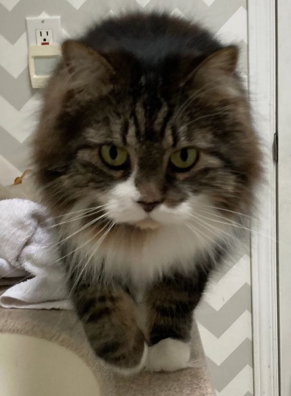 From Kitten to Cat: Empower your Inner Lion